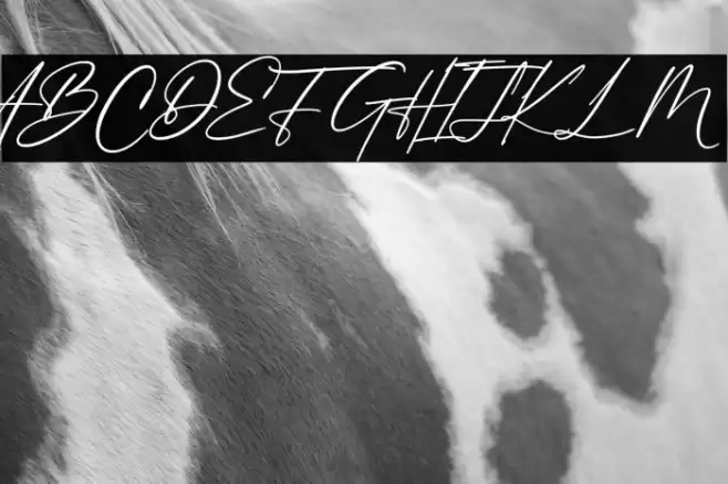 Philips Dutcher Font examples