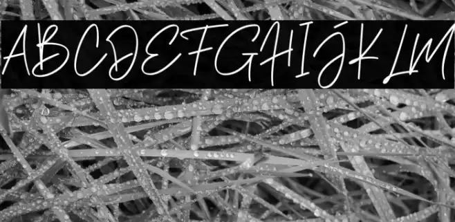 Phillips Muler Signature Font examples