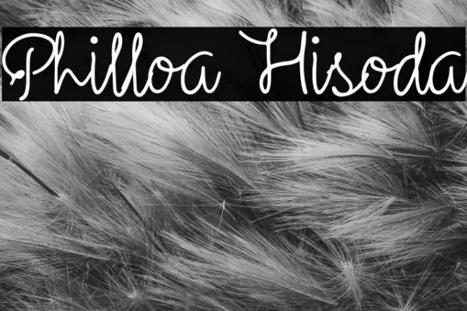 Philloa Hisoda Font examples