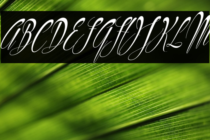 Philoshopy-Italic Example 2