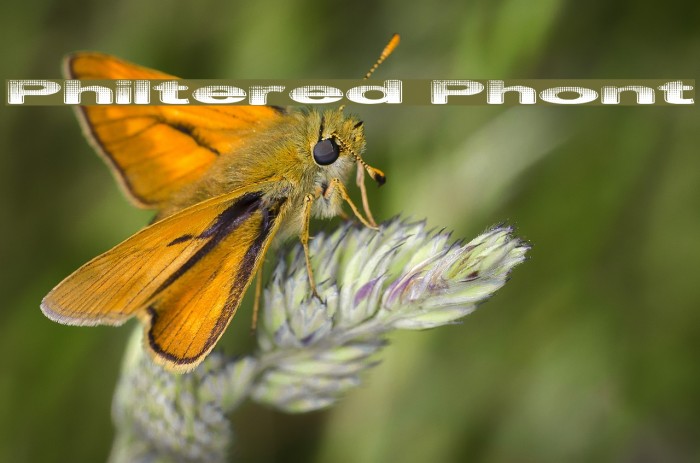Philtered Phont Font examples