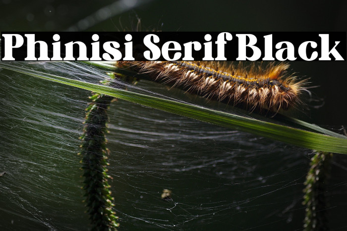 Phinisi Serif Black Example 2