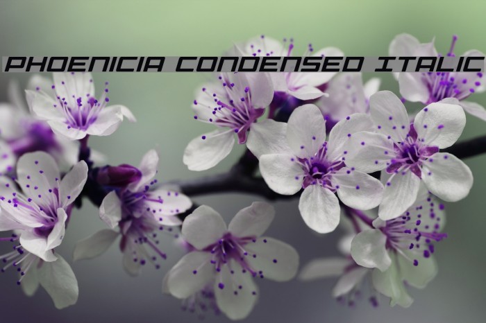 Phoenicia Condensed Italic Example 1