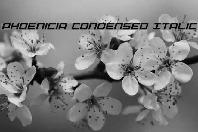 Phoenicia Condensed Italic Font examples