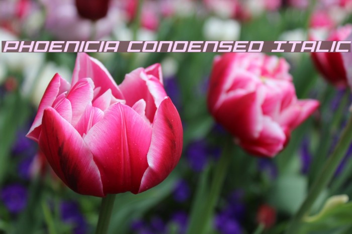 Phoenicia Condensed Italic Example 3