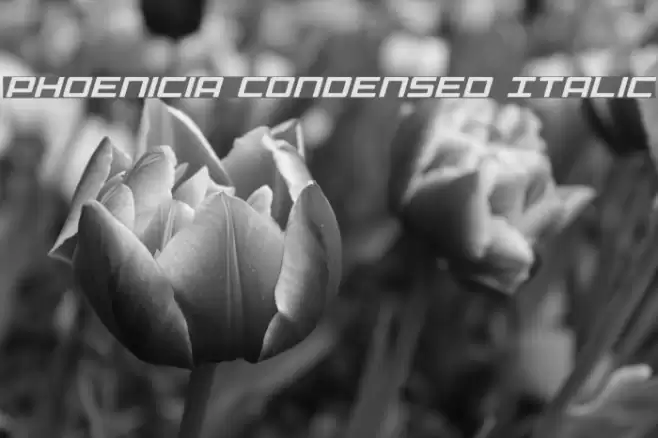 Phoenicia Condensed Italic Font examples
