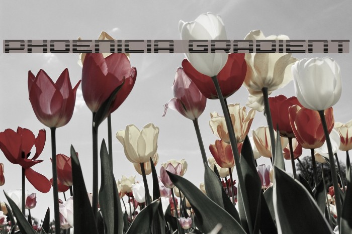 Phoenicia Gradient Font examples