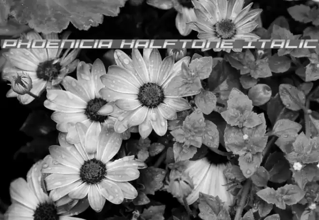 Phoenicia Halftone Italic Font examples