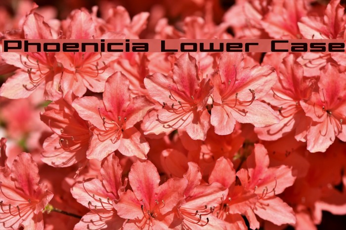 Phoenicia Lower Case Font examples