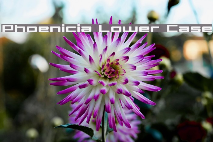 Phoenicia Lower Case Font examples