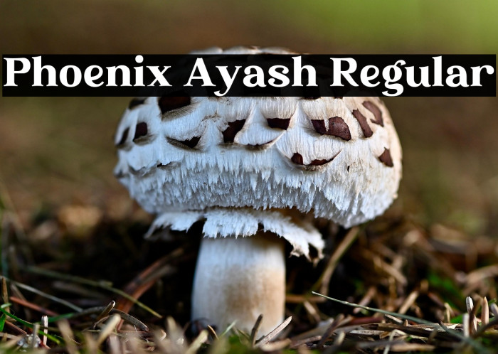 Phoenix Ayash Regular Example 2