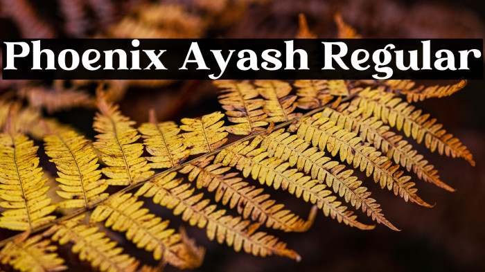 Phoenix Ayash Regular Example 3