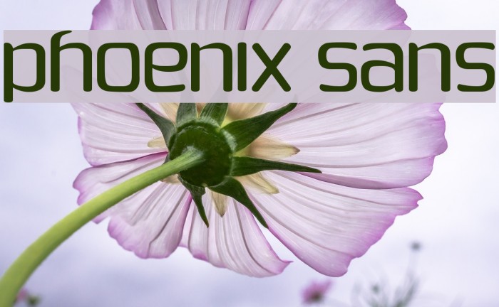 Phoenix Sans フォント examples