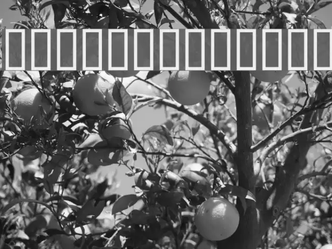 Phoinike Font examples