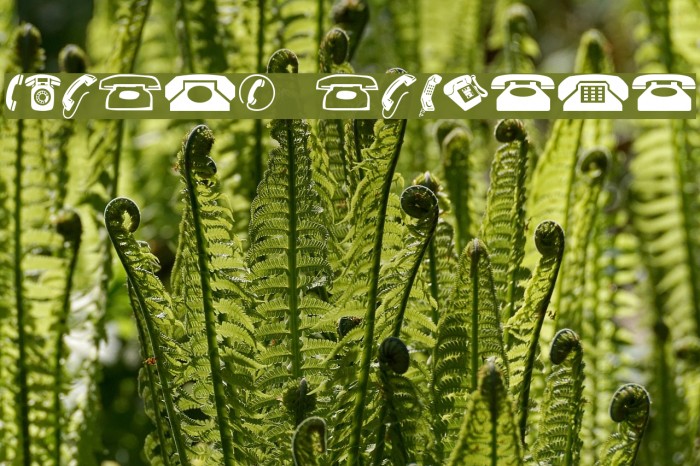 Phones NormalA Example 2