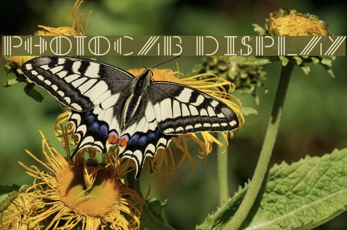 PhotoCab Display Example 2