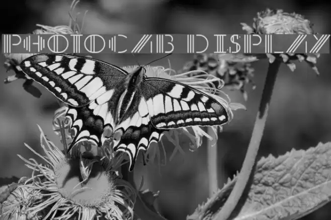 PhotoCab Display Font examples