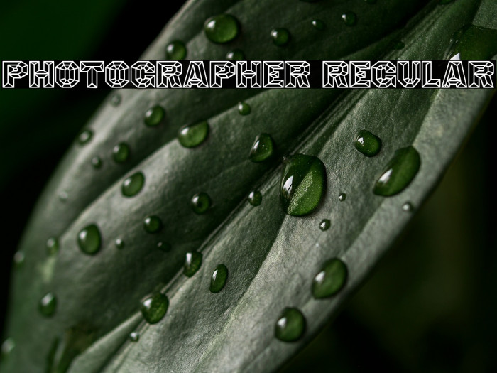 Photographer Regular Example 3