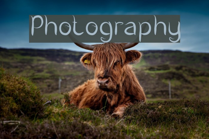 Photography Font examples