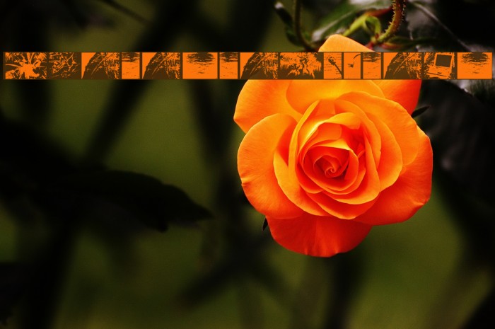 PhotosToVectors Font examples