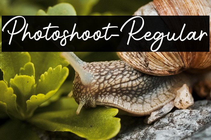 Photoshoot-Regular Example 2