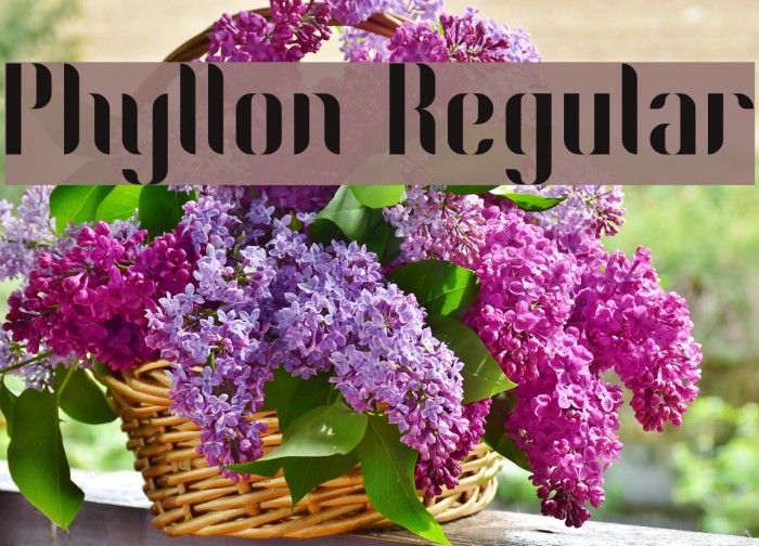Phyllon Regular Example 3