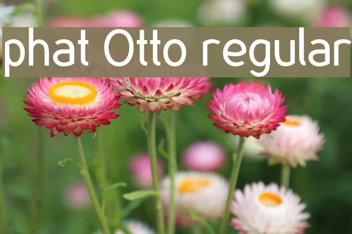 phat Otto regular Font examples