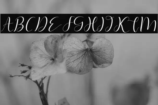 phoenix Font examples