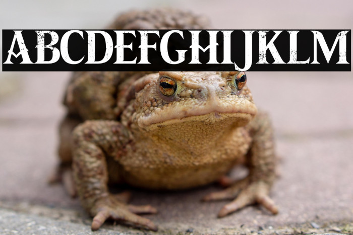 PIRATESCROLL Example 1