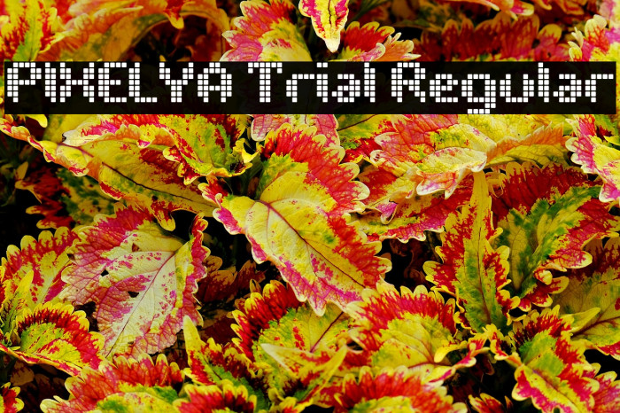 PIXELYA Trial Regular Example 1