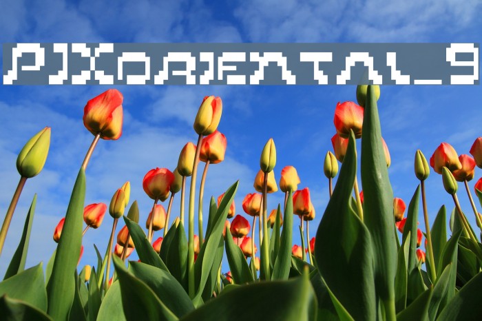 PIXoriental_9 Example 3