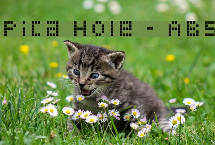 Pica Hole - ABS Font examples