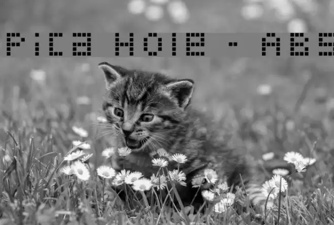 Pica Hole - ABS Font examples
