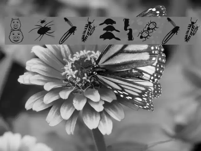 PickABack Font examples