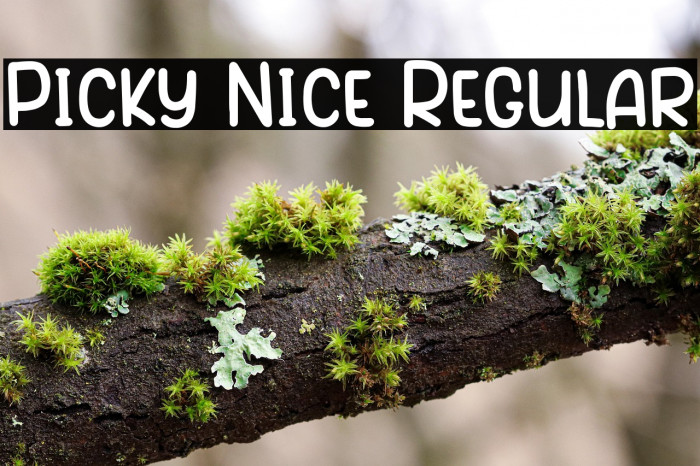 Picky Nice Regular Caratteri examples