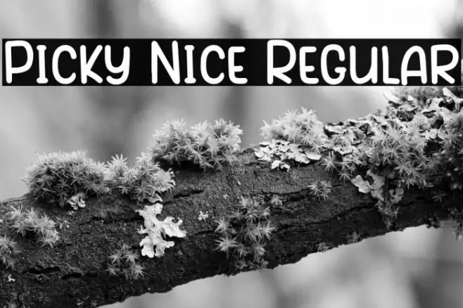 Picky Nice Regular Font examples