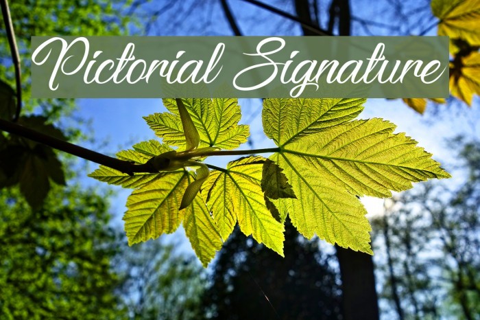 Pictorial Signature Font examples