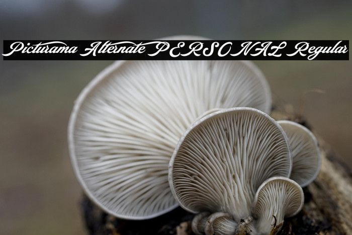 Picturama Alternate PERSONAL Regular Example 1