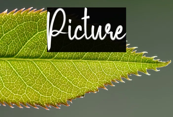 Picture Example 3
