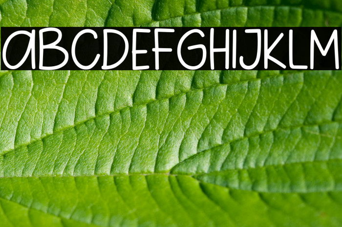 Pig Year Sans Font examples