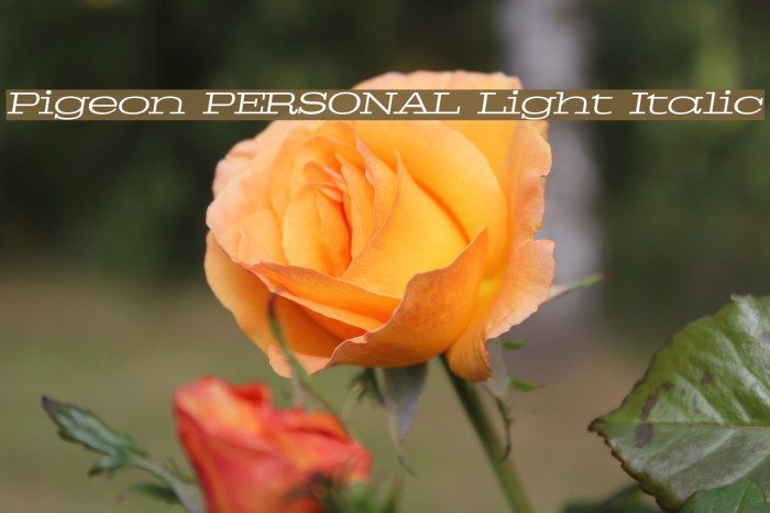 Pigeon PERSONAL Light Italic Example 3