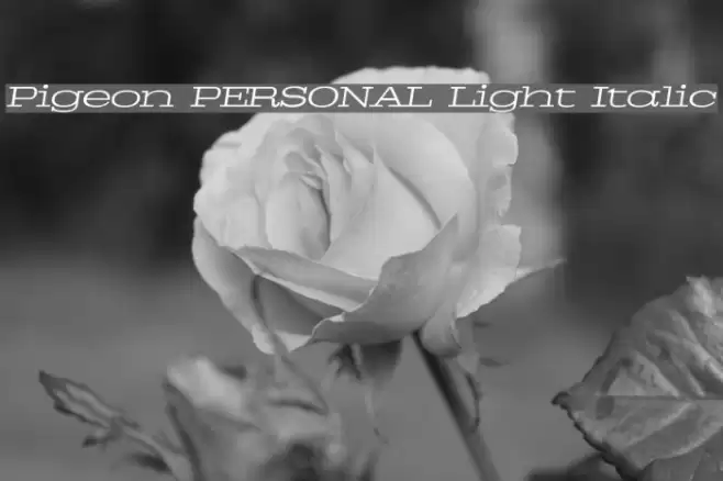 Pigeon PERSONAL Light Italic Font examples