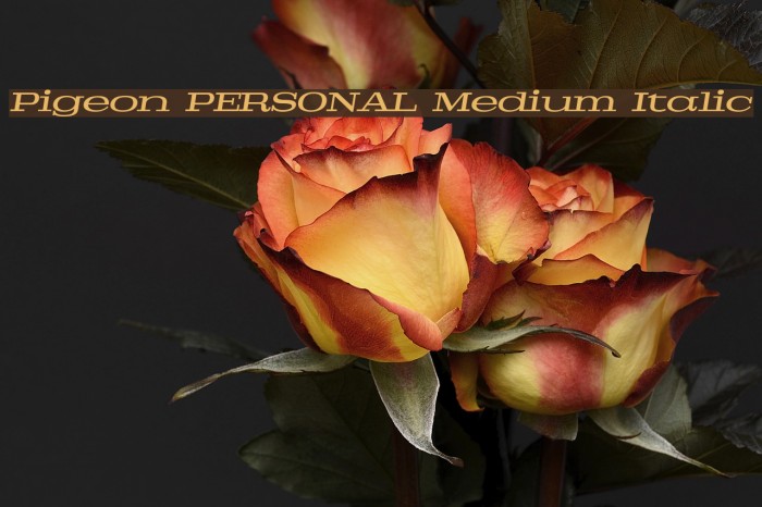 Pigeon PERSONAL Medium Italic Font examples