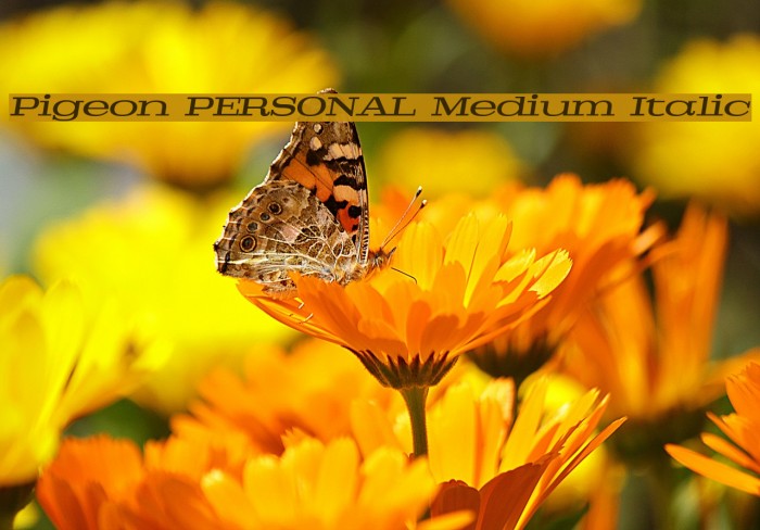 Pigeon PERSONAL Medium Italic Font examples