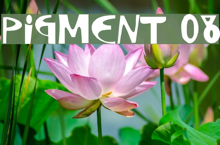 Pigment 08 Font examples