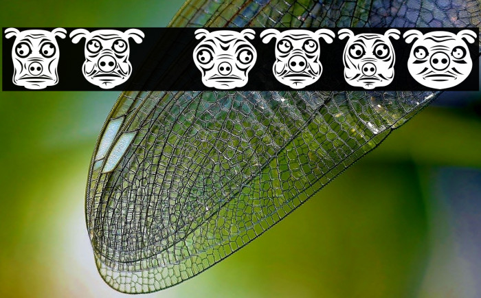 Pigs Regular Example 3