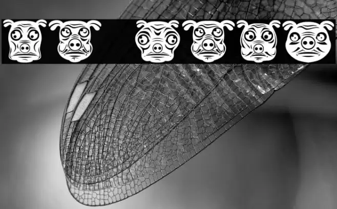 Pigs Regular Font examples