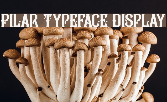 display typeface examples