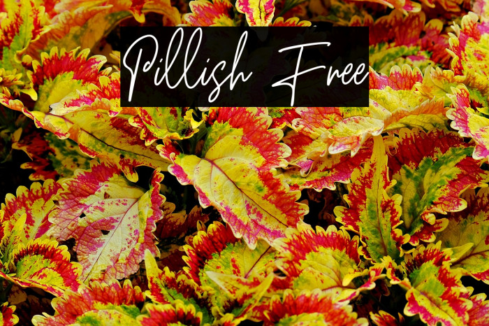 Pillish Free Example 2