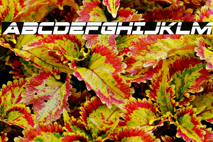 Pilot Command Laser Italic Example 2